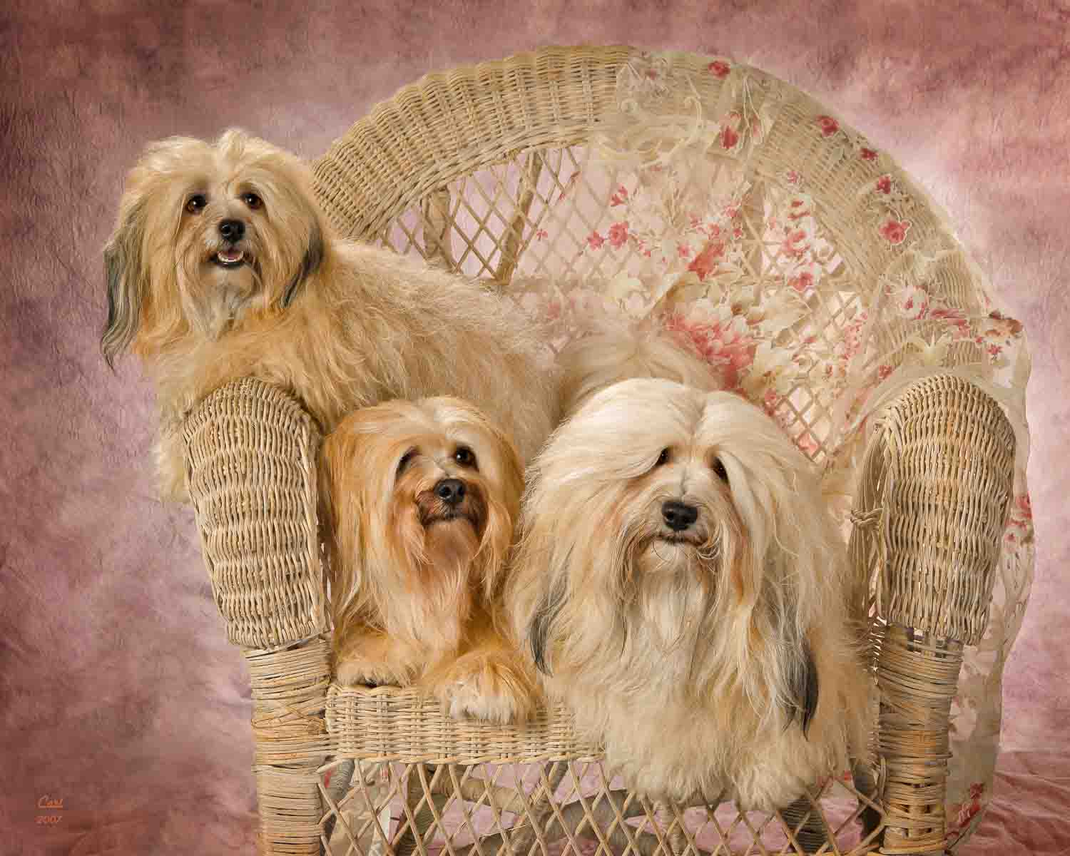 Three dogs sitting in a wicker chair