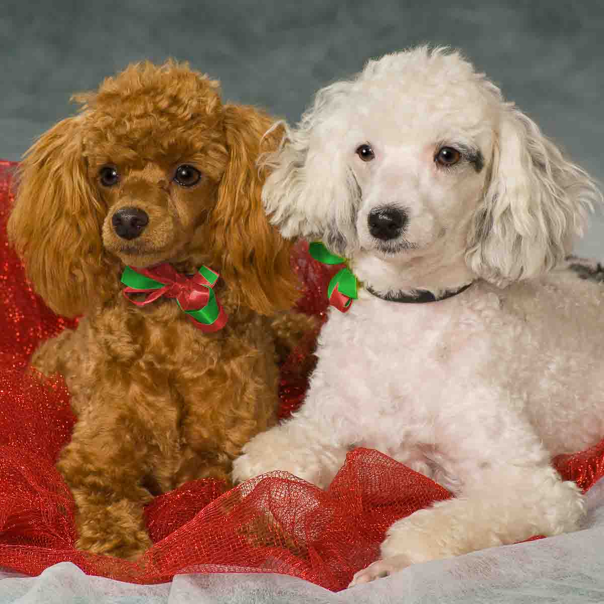 Two dogs sitting on a red blanket with green ribbon.