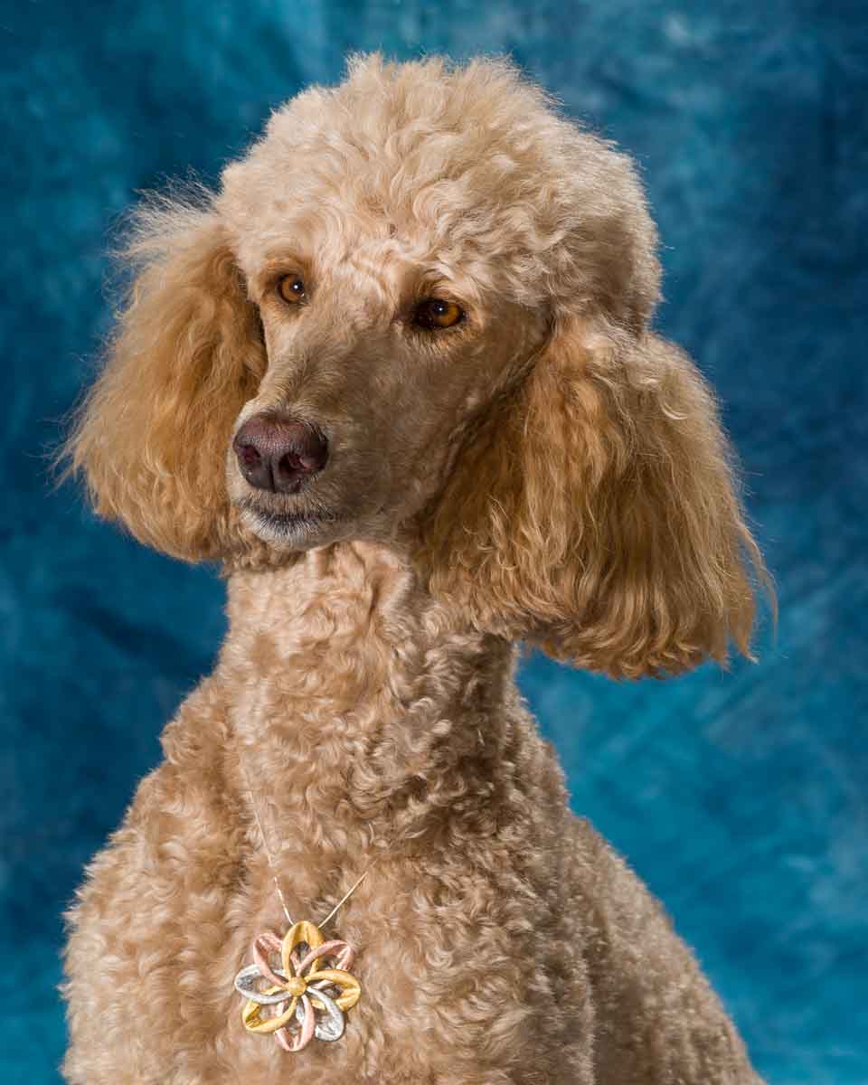 A poodle dog with long hair and a collar.