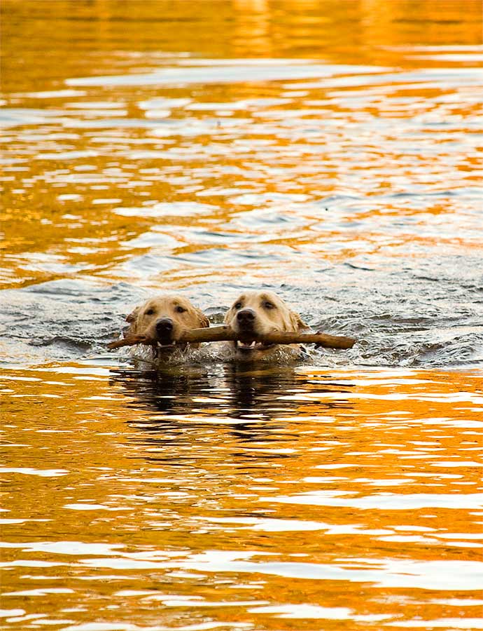 Two dogs swimming in a body of water