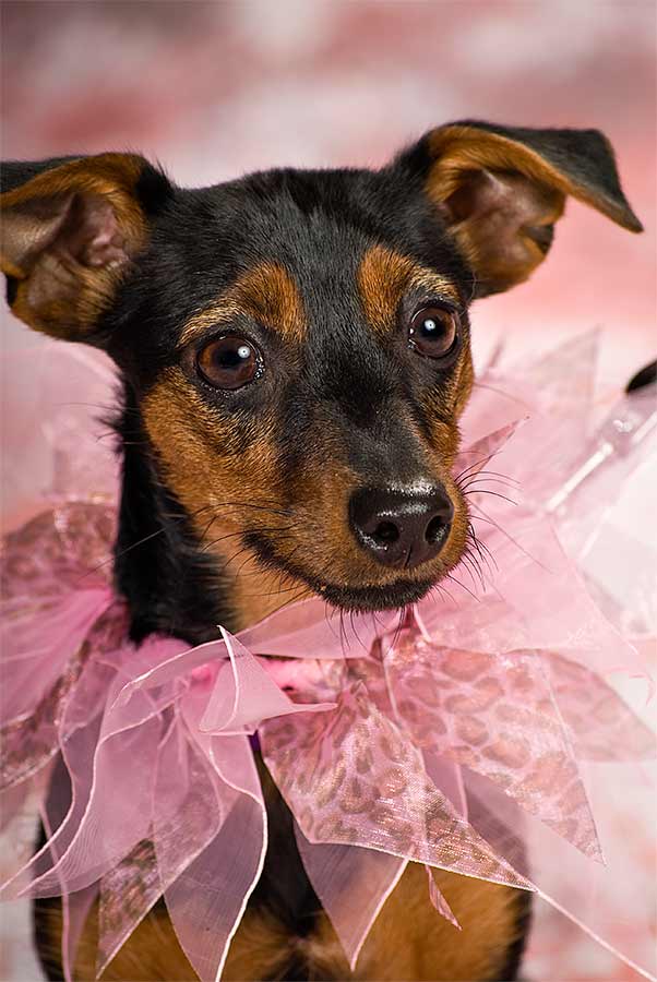 A dog with a pink bow in its neck.