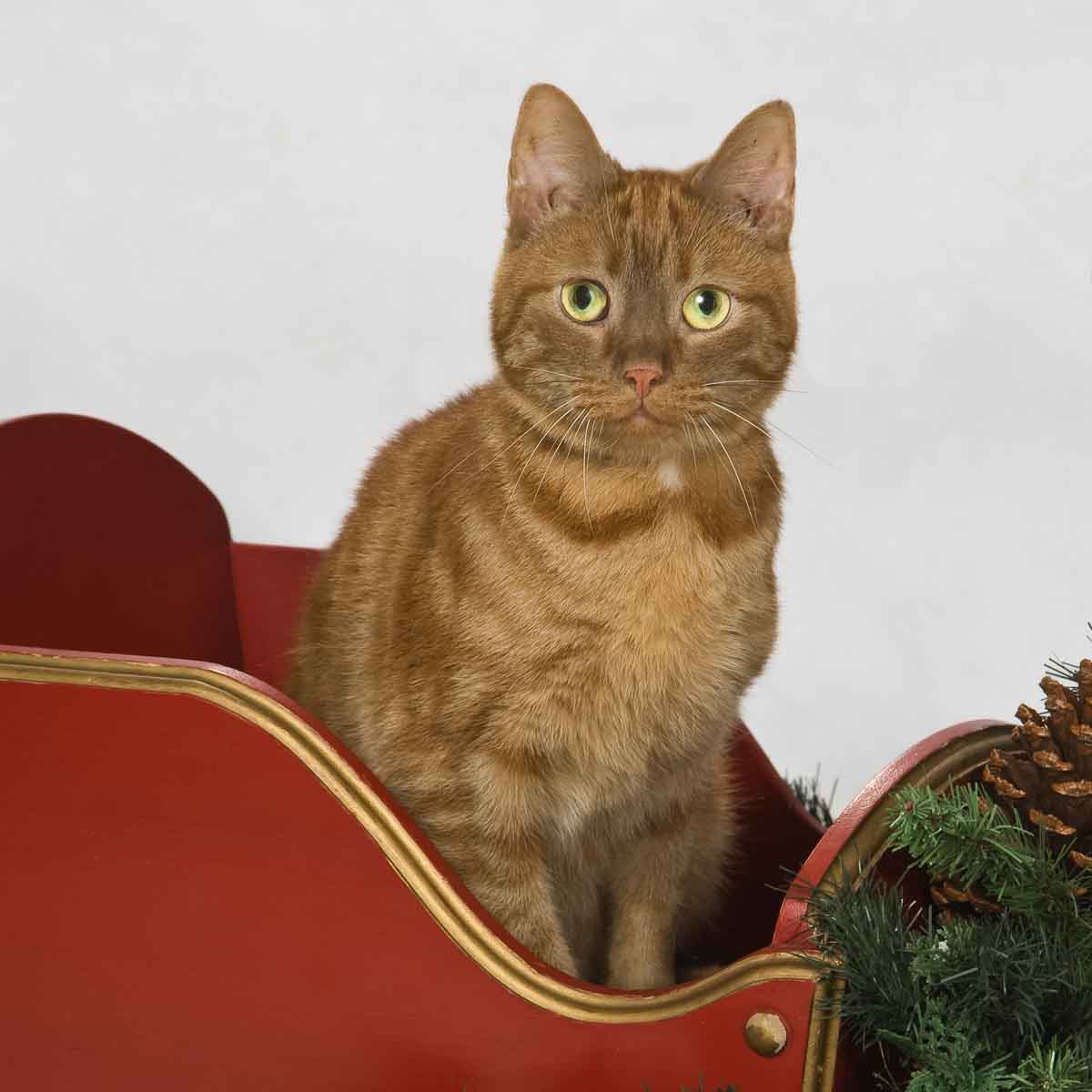 A cat sitting in the back of a sleigh.