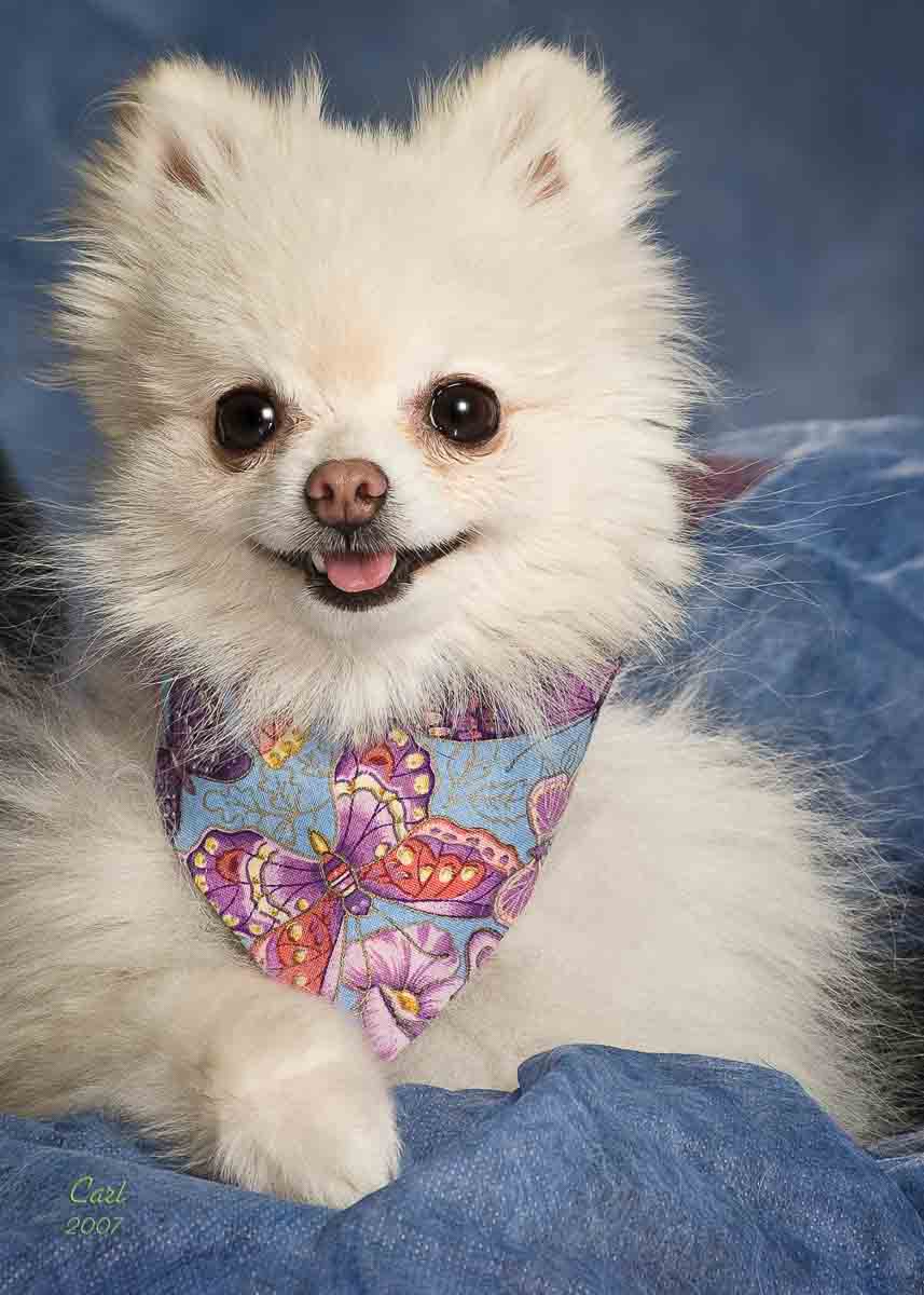 A white dog with a colorful bandana on its neck.