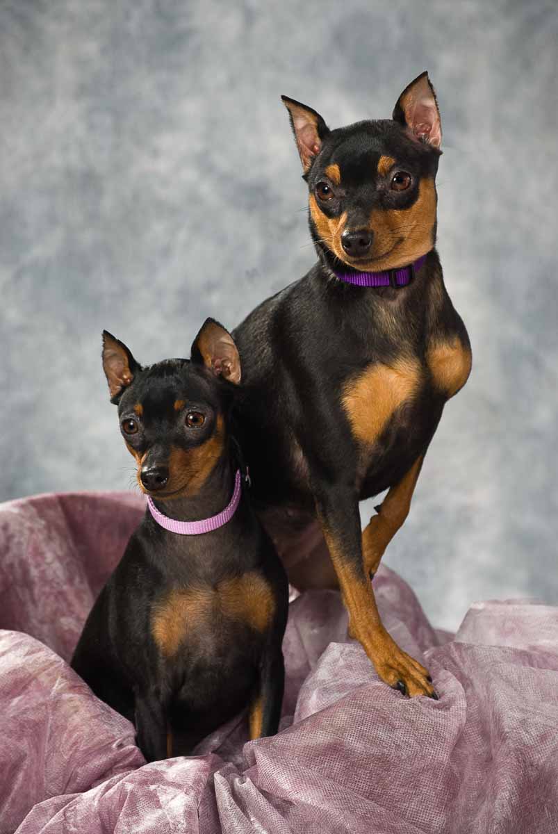 Two dogs sitting on a blanket in front of a wall.