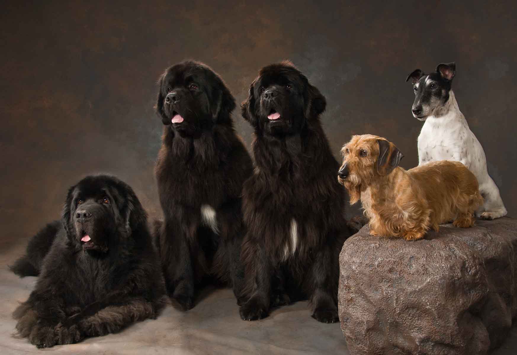 A group of dogs sitting on top of a rock.