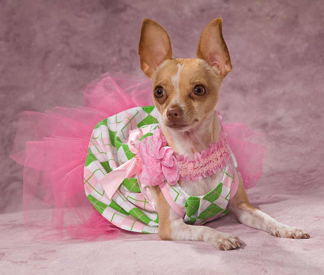 A small dog wearing a pink dress and sitting on the ground.