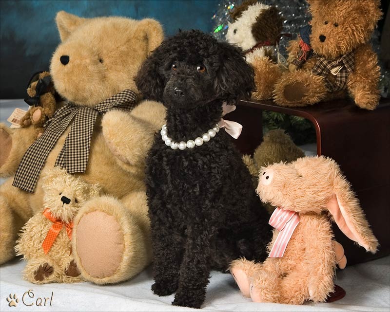 A poodle sitting among stuffed animals and teddy bears.