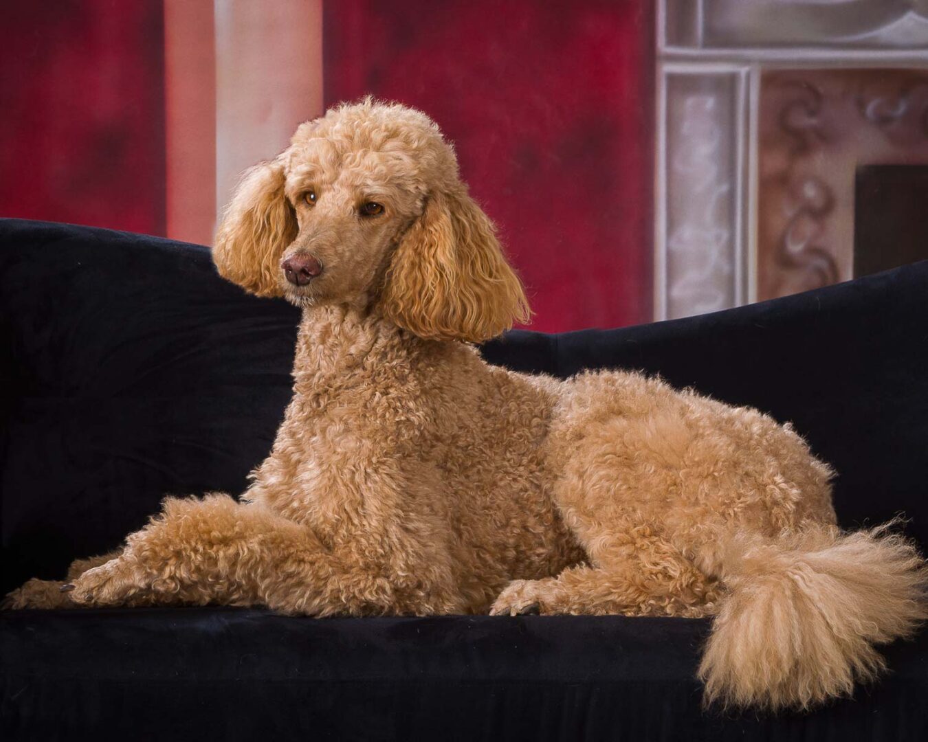 A poodle dog sitting on the couch