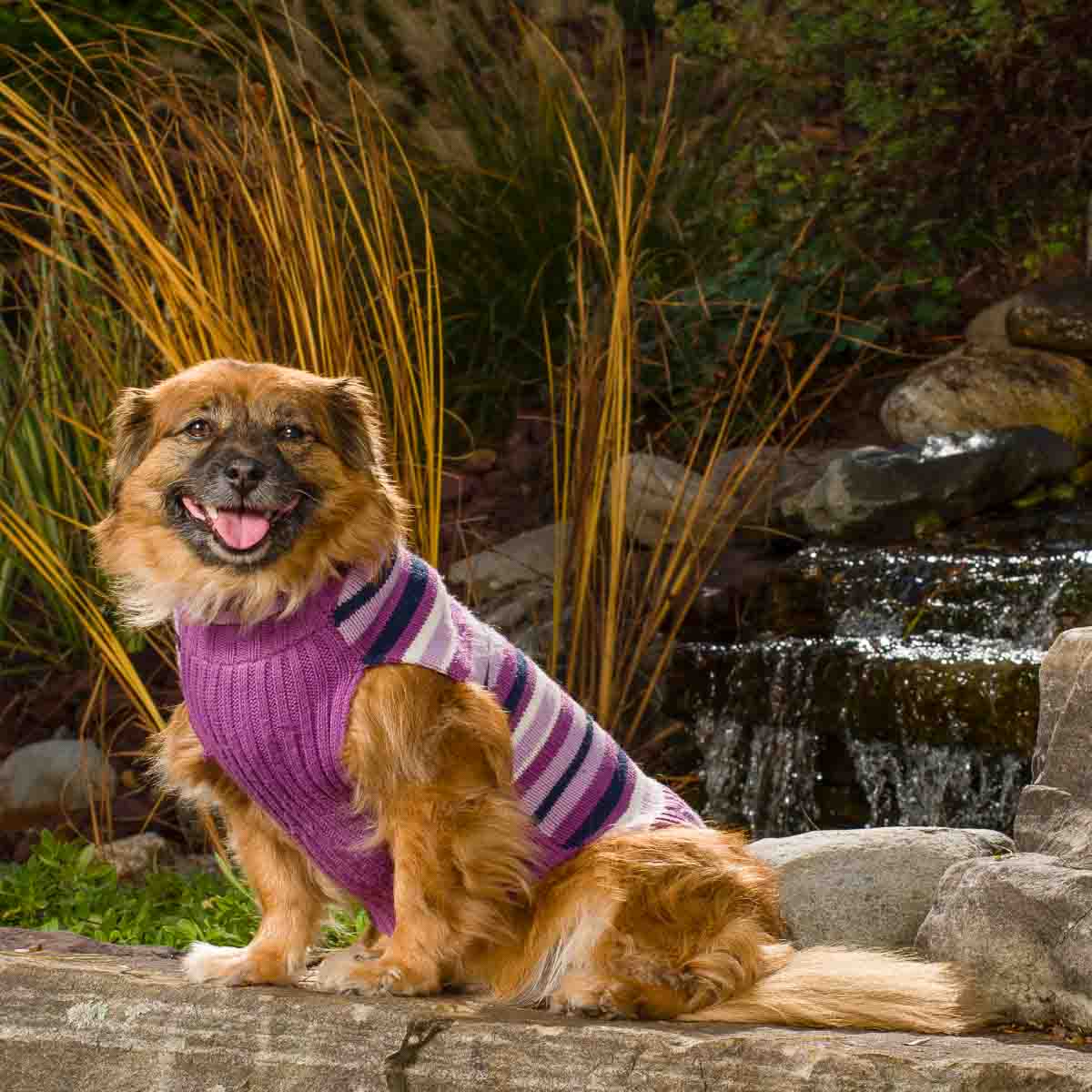 A dog wearing a sweater sitting on the ground.