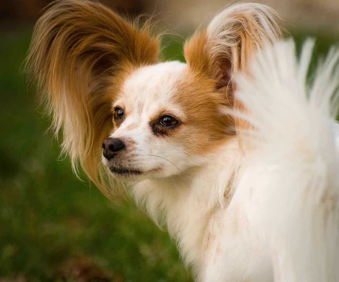 A small dog with long hair on its head.