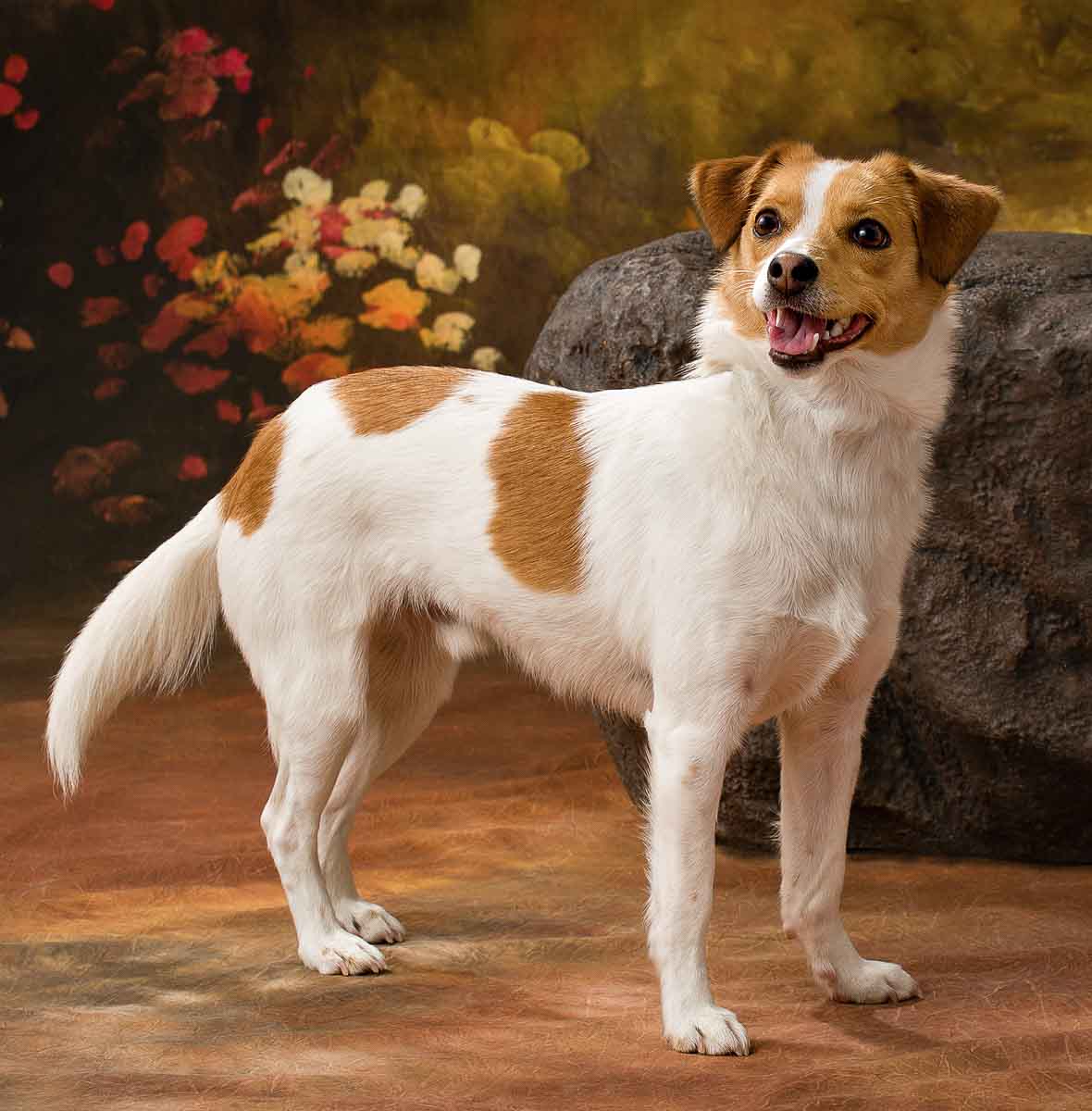 A brown and white dog standing on top of a floor.