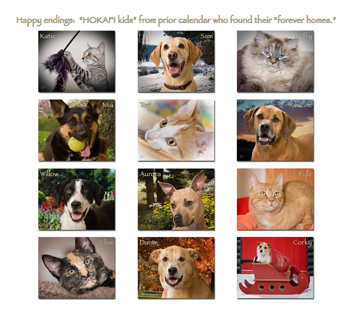A collage of pictures with dogs and cats.