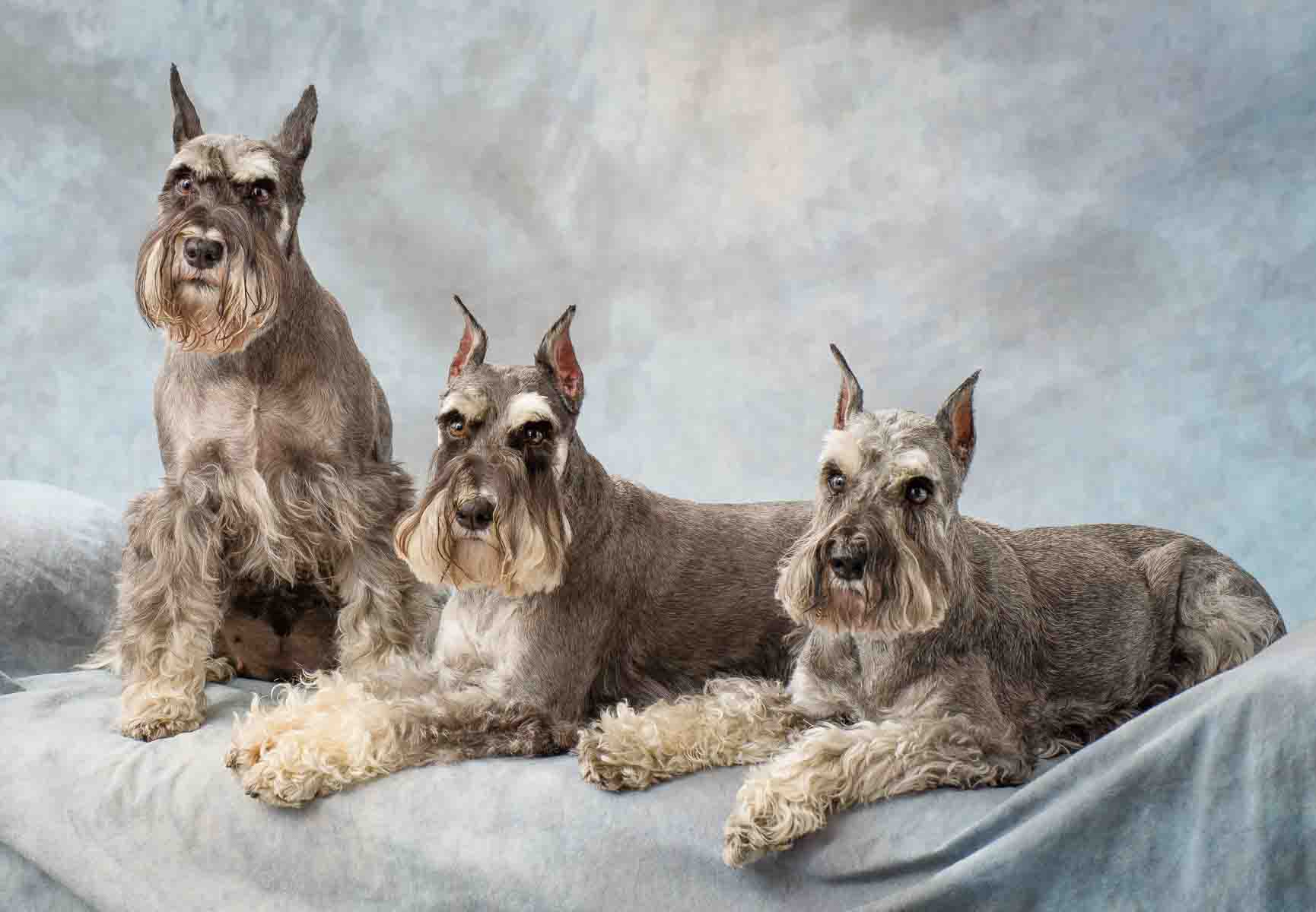 Three dogs are sitting on a blanket and one is laying down.