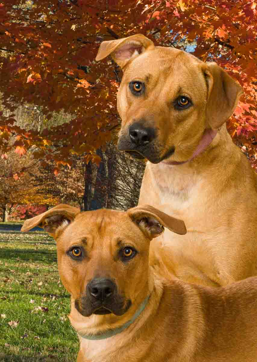 Two dogs sitting in front of a tree
