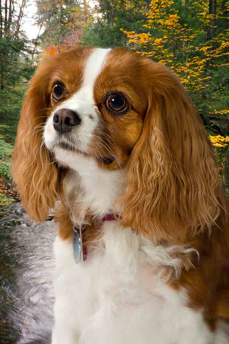 A brown and white dog is looking at the camera.