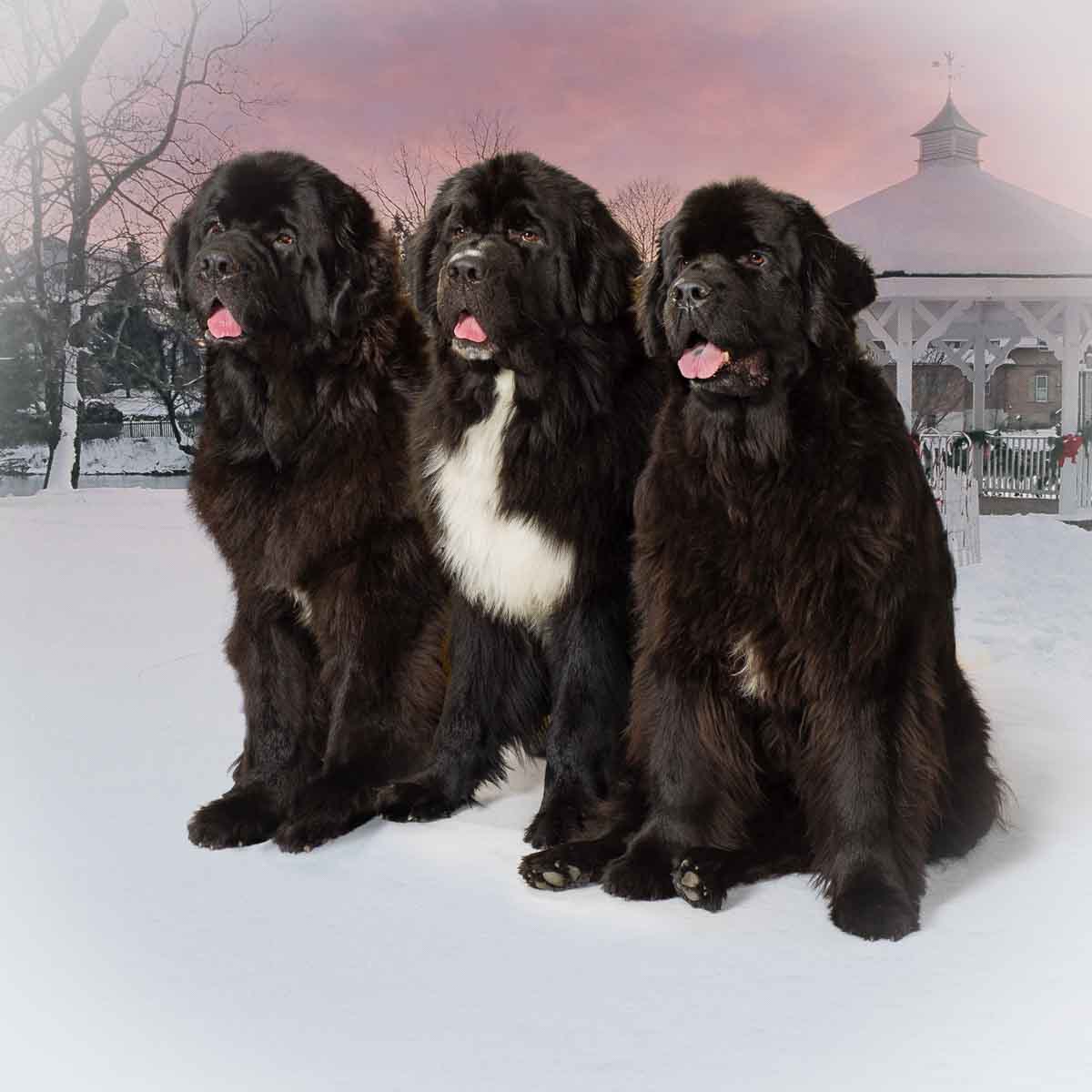 Three black and white dogs sitting in the snow.