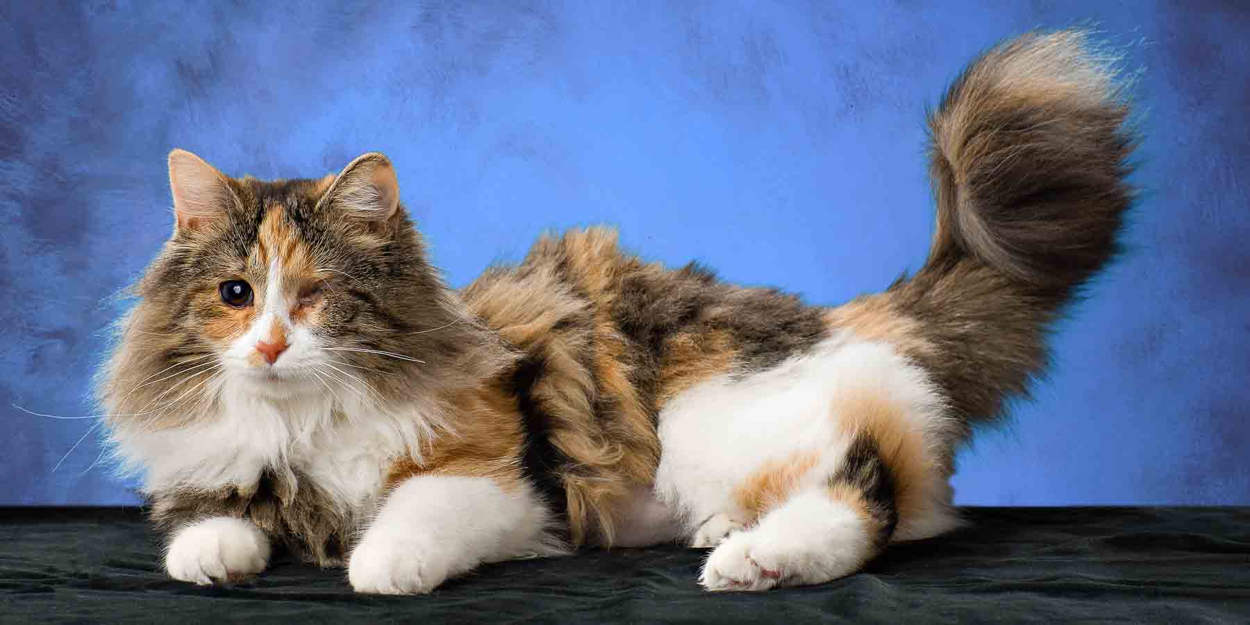 A cat laying on its back with it's tail curled up.