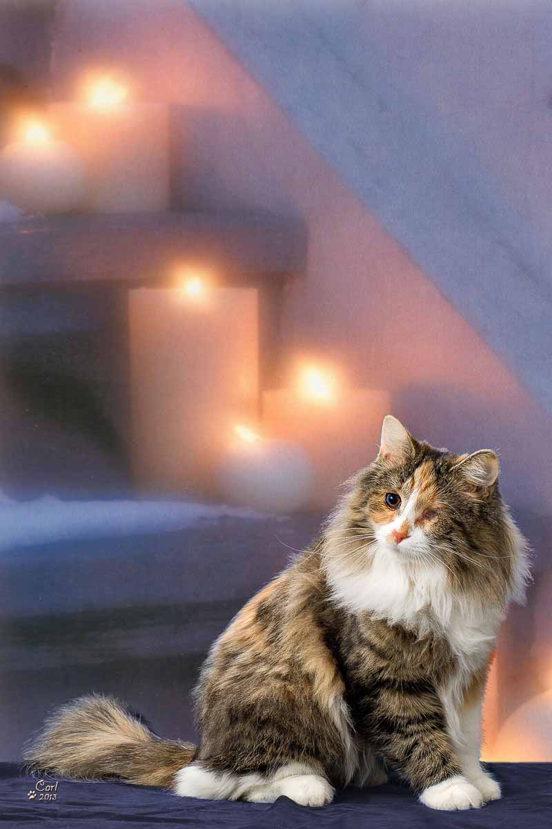 A cat sitting on the steps of some candles