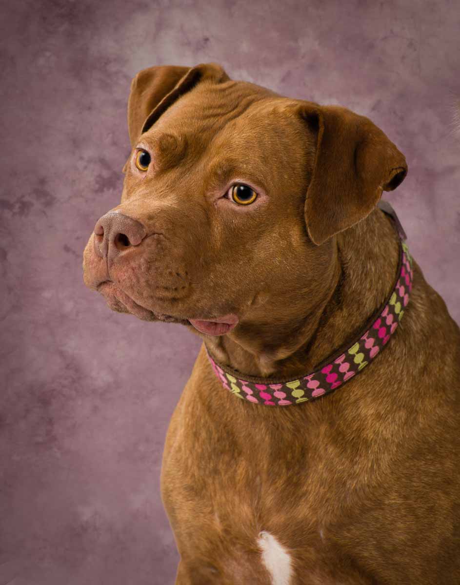 A brown dog with a collar on it's neck.