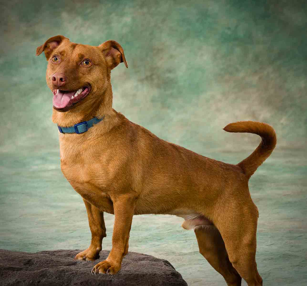 A brown dog standing on top of a rock.