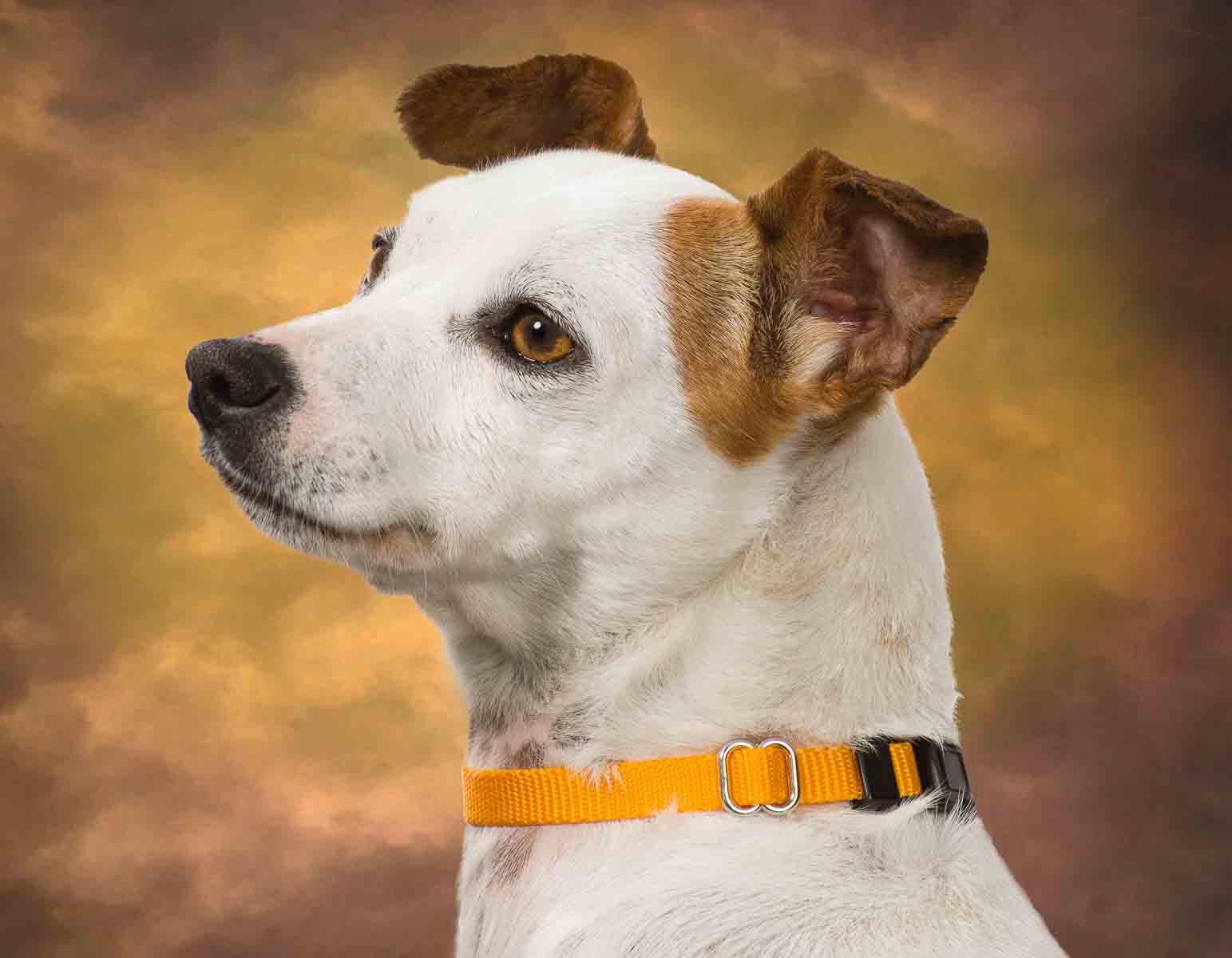 A dog with a yellow collar is looking up.