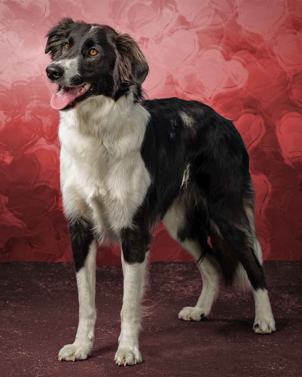 A black and white dog standing on top of a red floor.