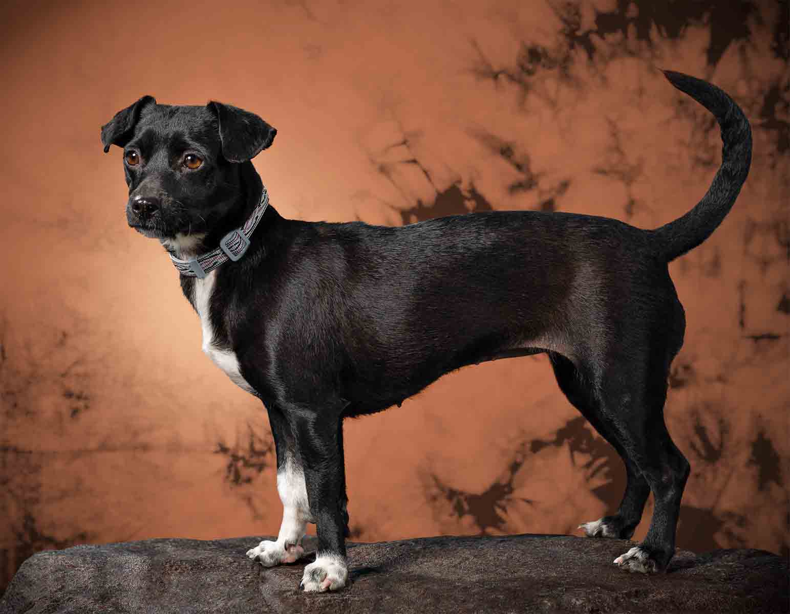 A black dog standing on top of a rock.