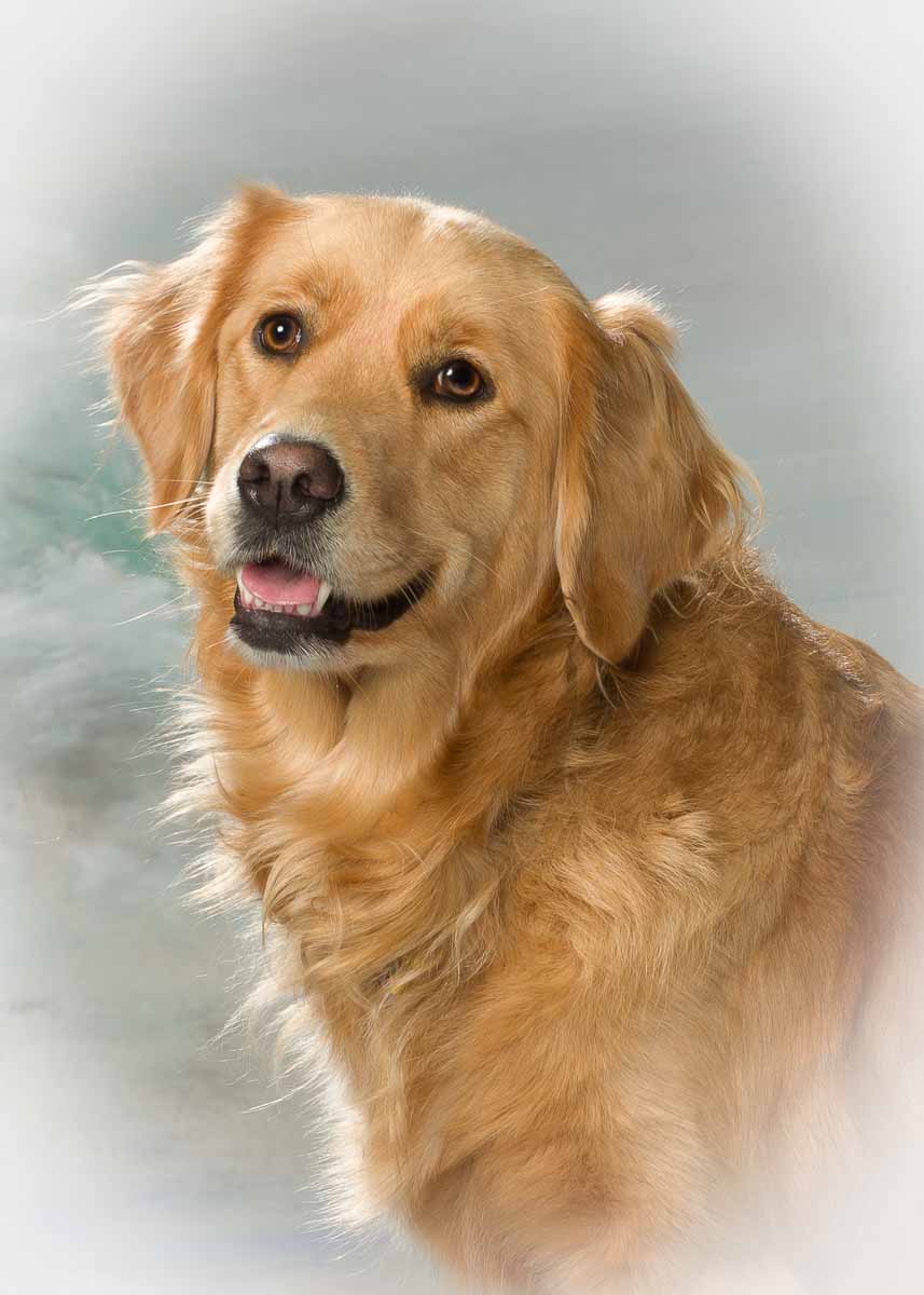 A golden retriever dog is looking at the camera.