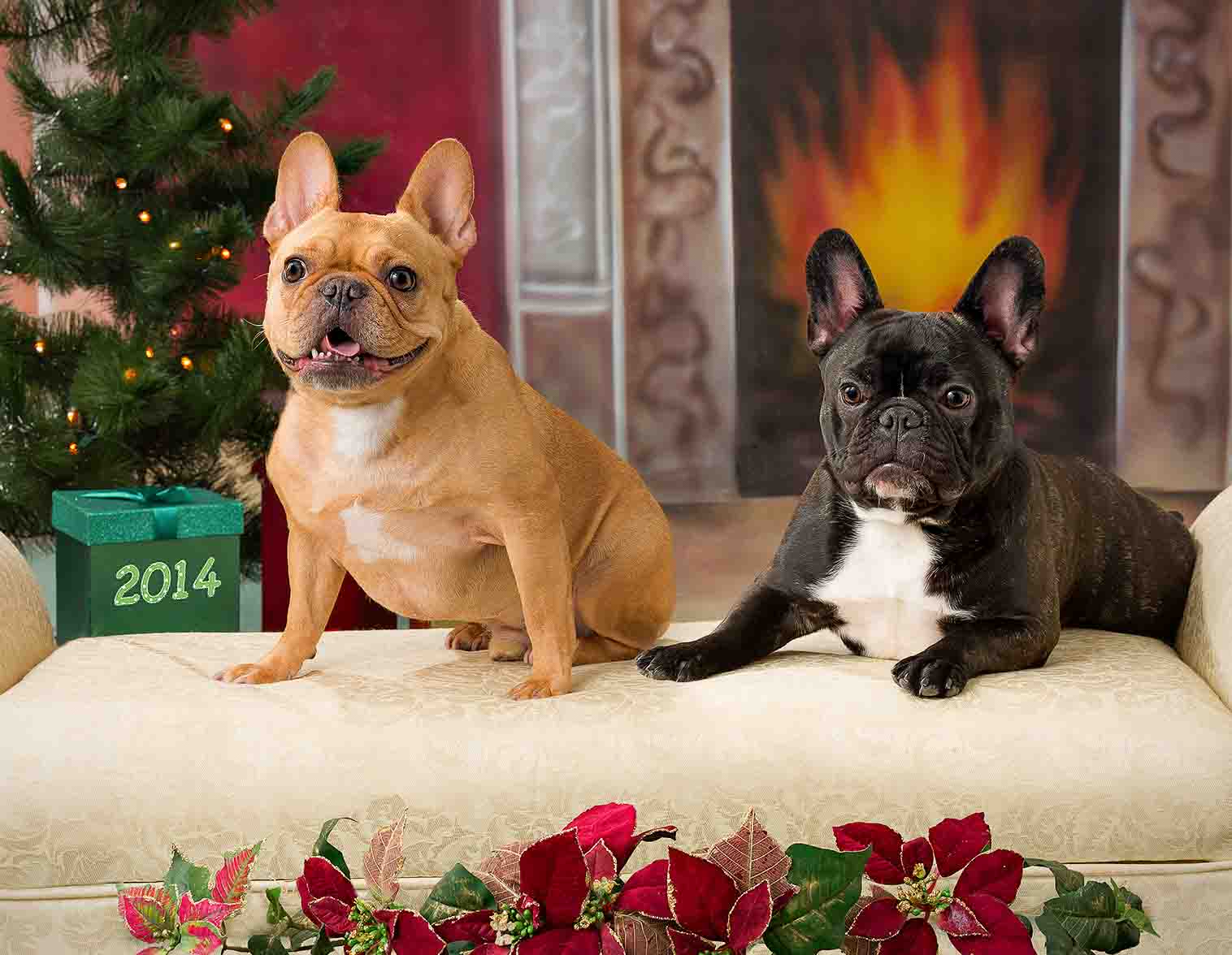 Two dogs sitting on a bench in front of a christmas tree.