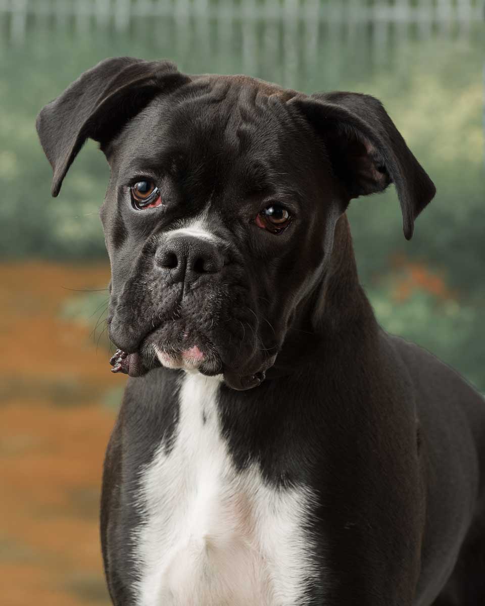 A black and white dog with a brown background