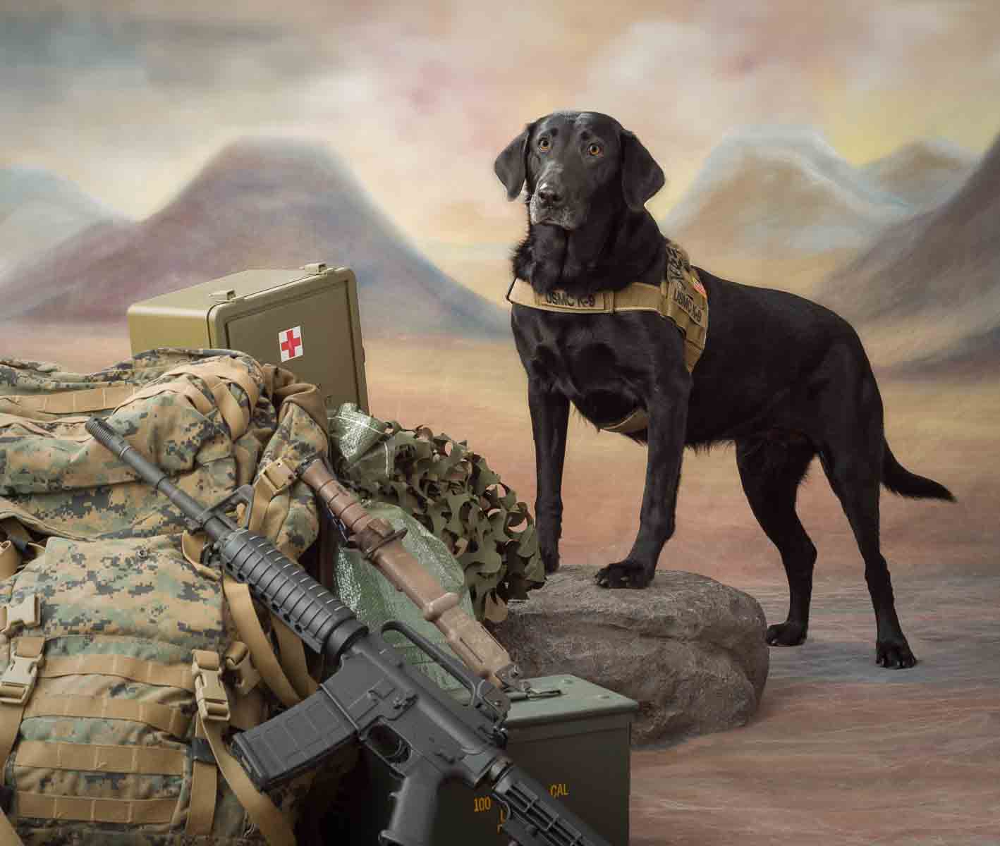 A black dog with a yellow collar standing next to a gun.