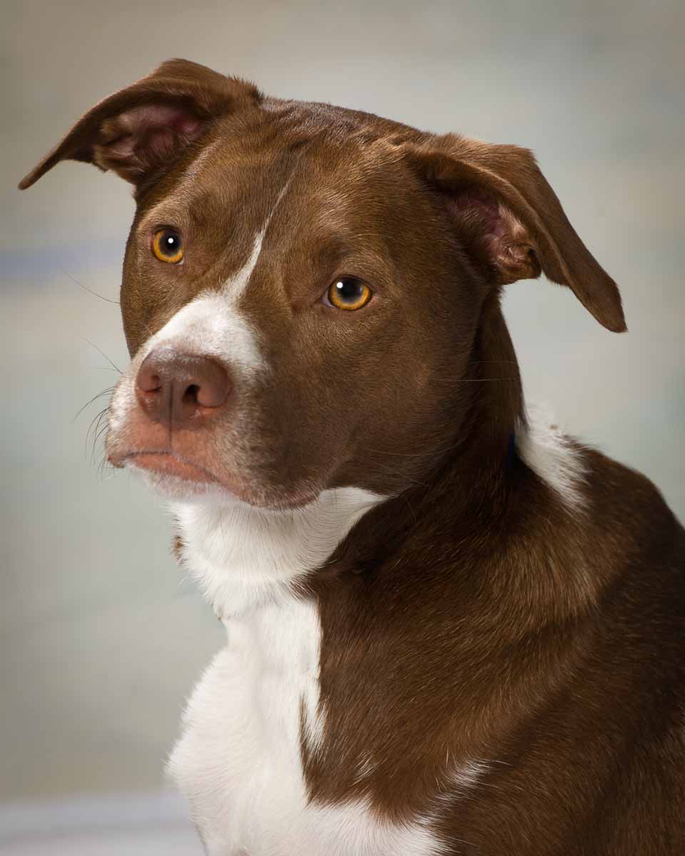A brown and white dog is looking at the camera.