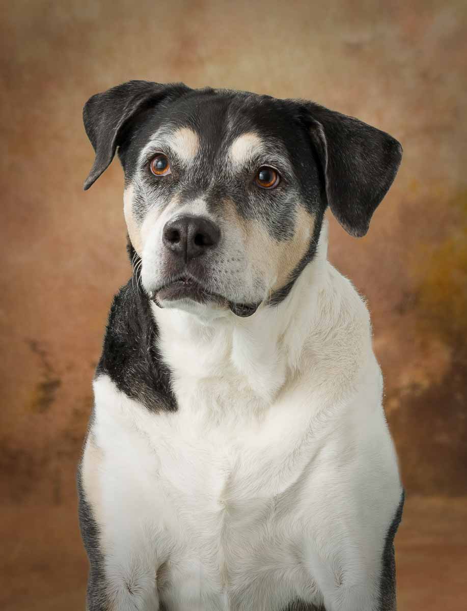 A black and white dog is looking at the camera.