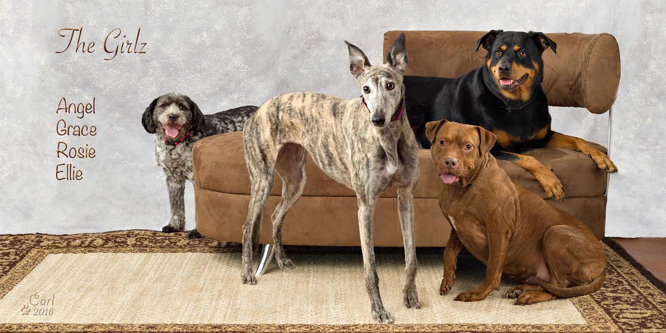 A group of dogs sitting on top of a rug.