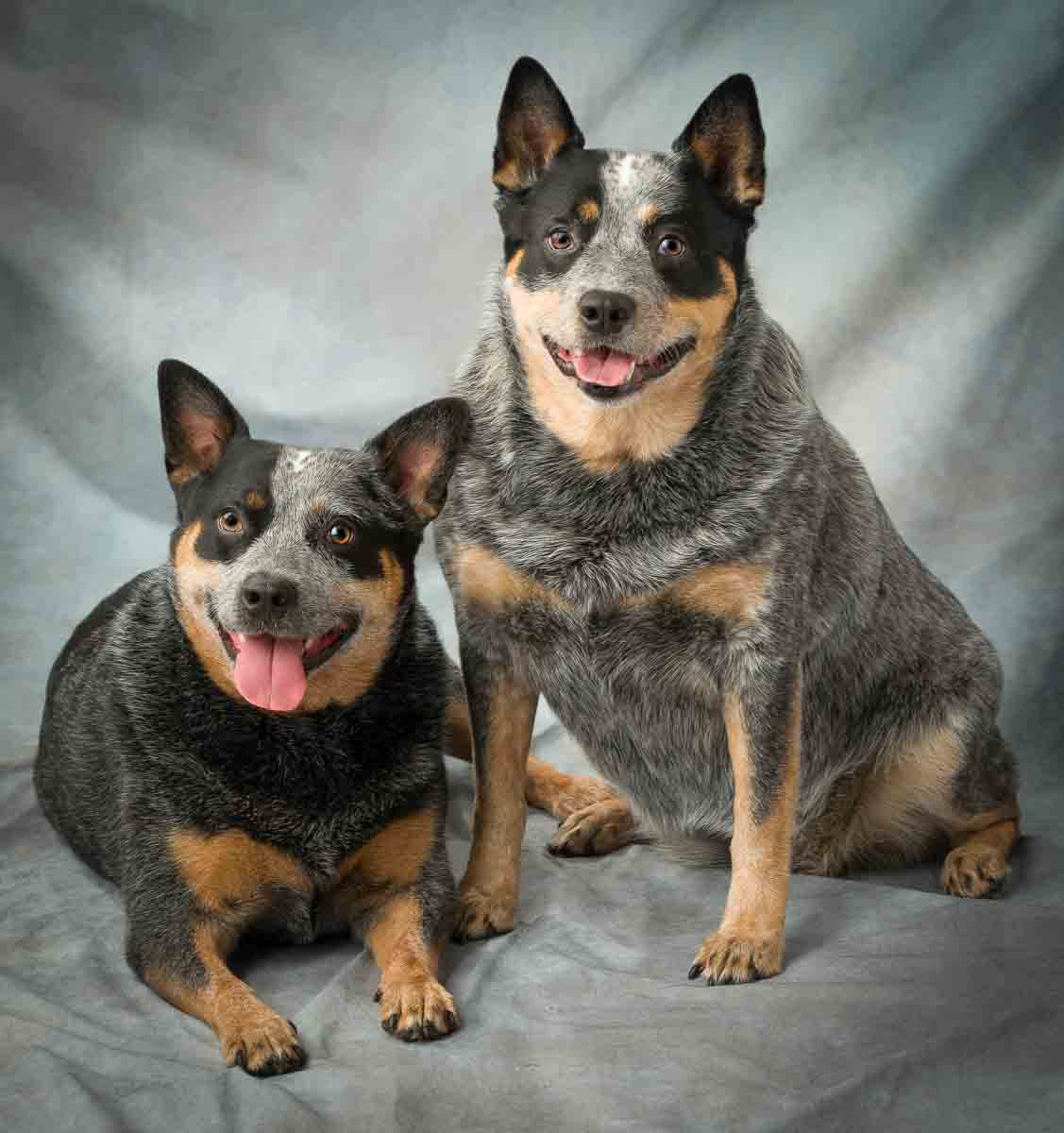 Two dogs sitting on a blanket with one of them laying down.