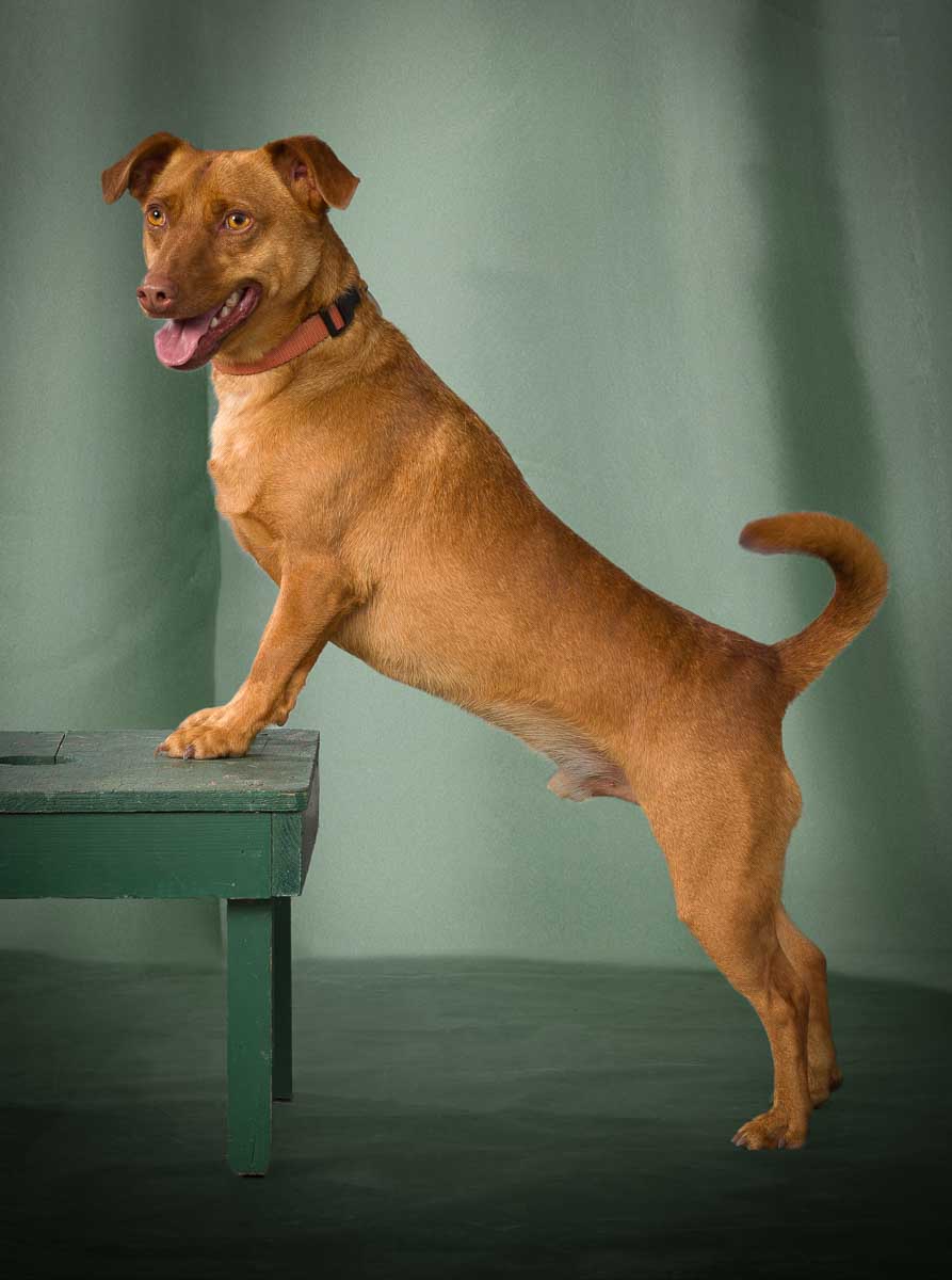 A brown dog standing on top of a table.