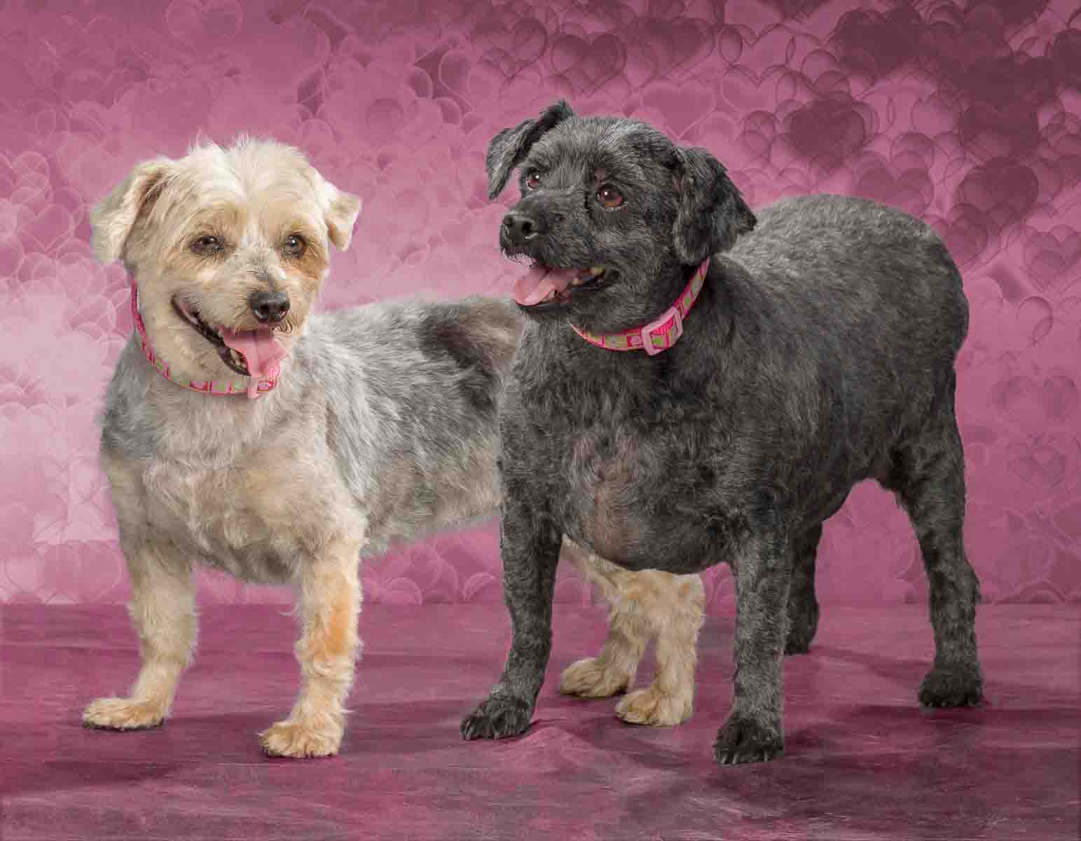 Two dogs standing next to each other on a pink background.