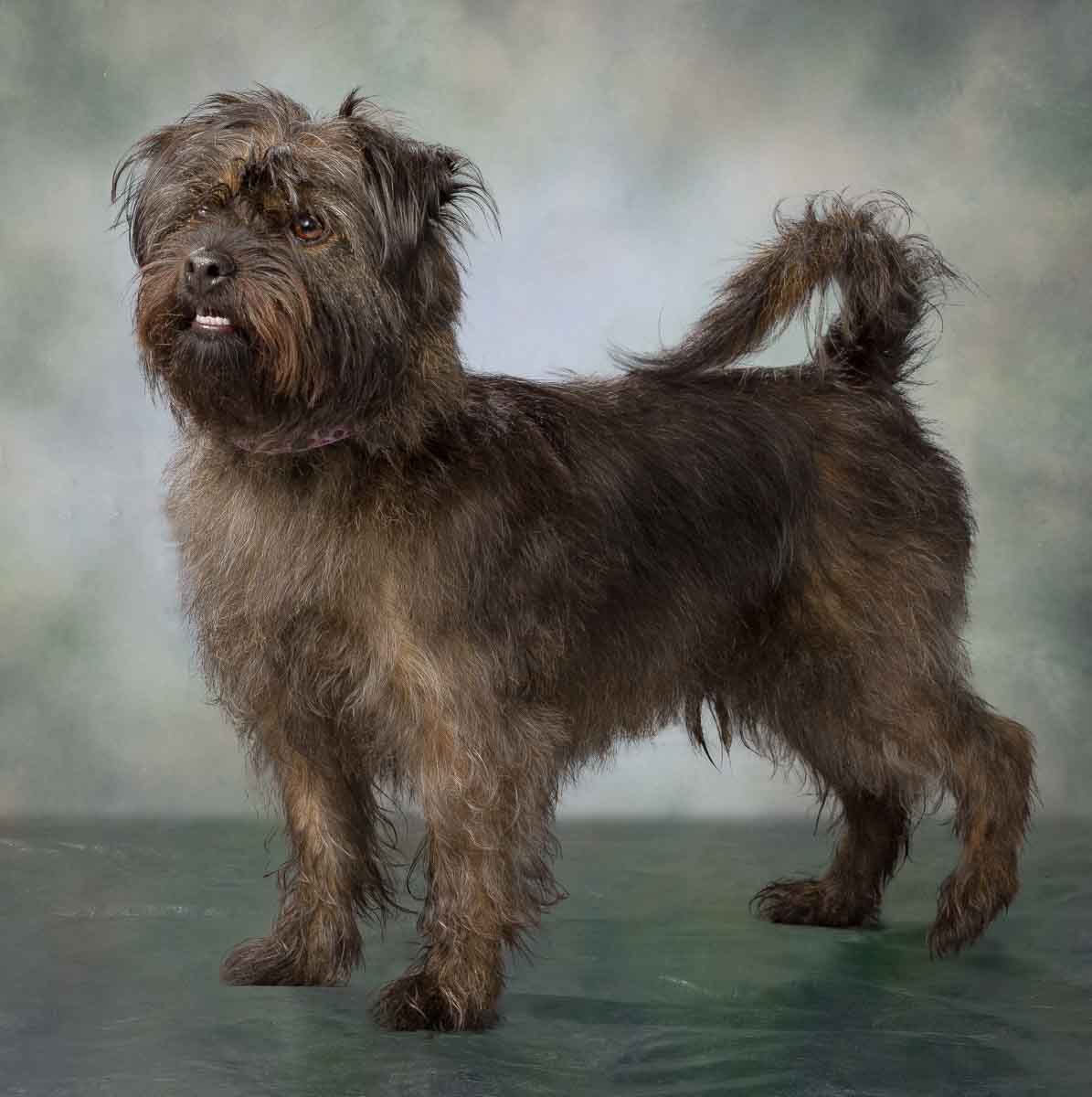 A shaggy dog standing on top of a green floor.