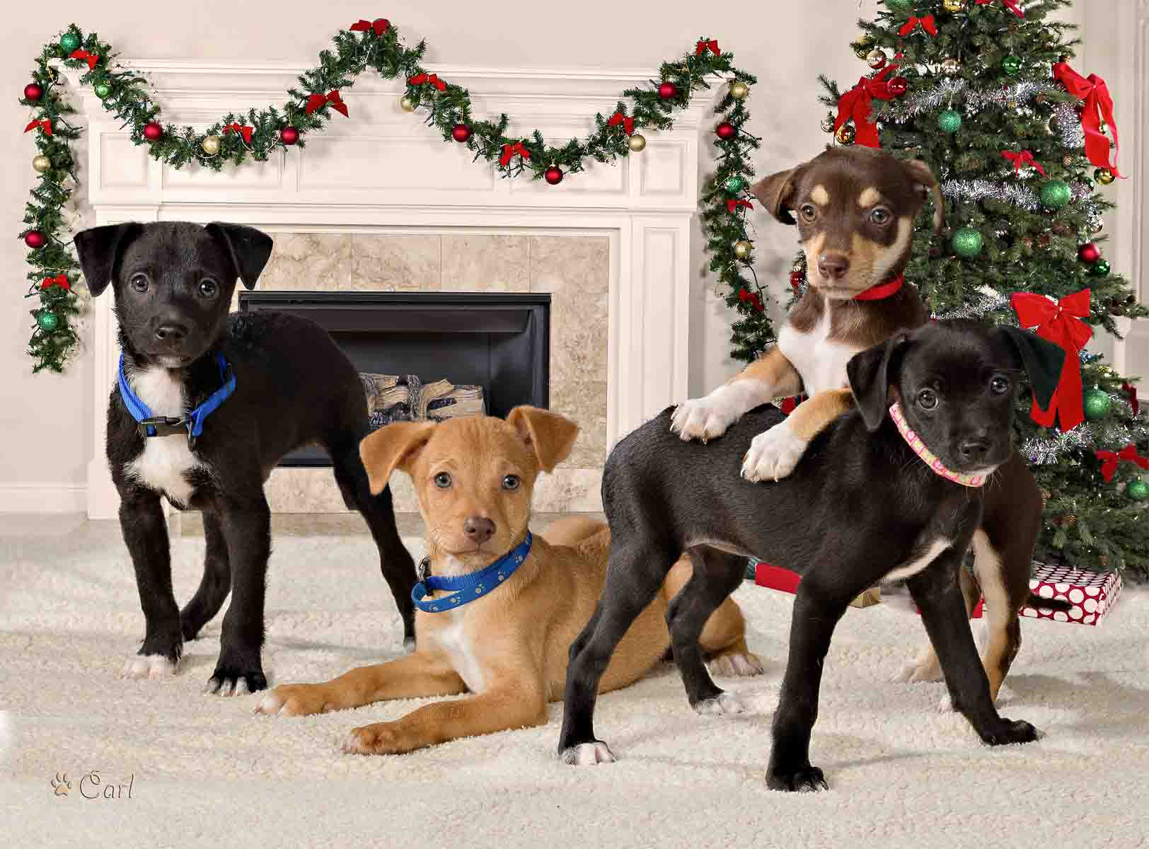 Four dogs are sitting in front of a christmas tree.