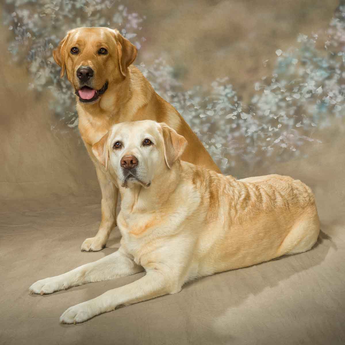 Two dogs sitting on the ground in a room.