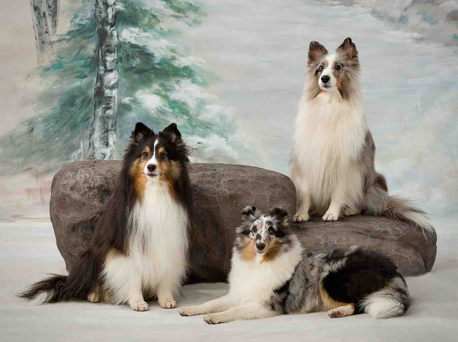 Three dogs sitting on a rock in front of a painting.