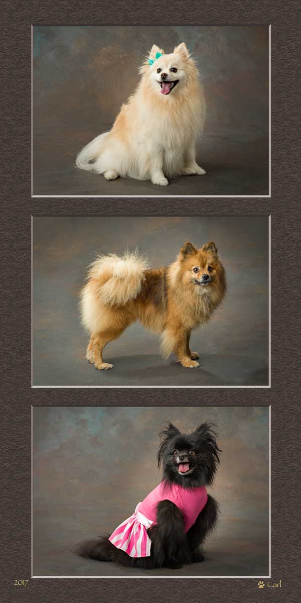 Three pictures of different dogs with different colors.