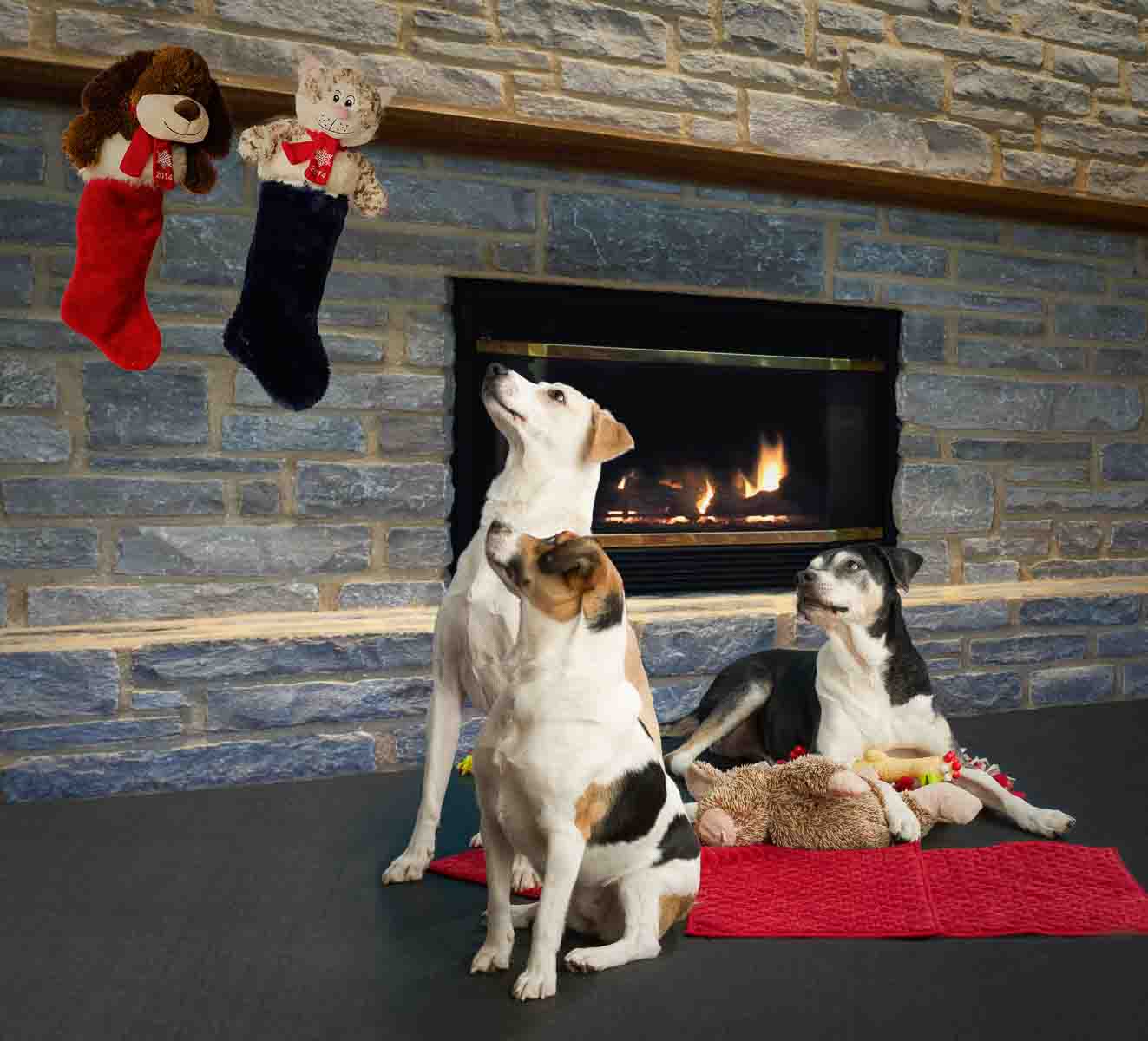 Two dogs sitting in front of a fireplace.