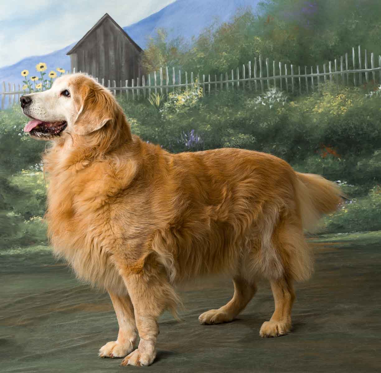 A golden retriever standing in front of a fence.