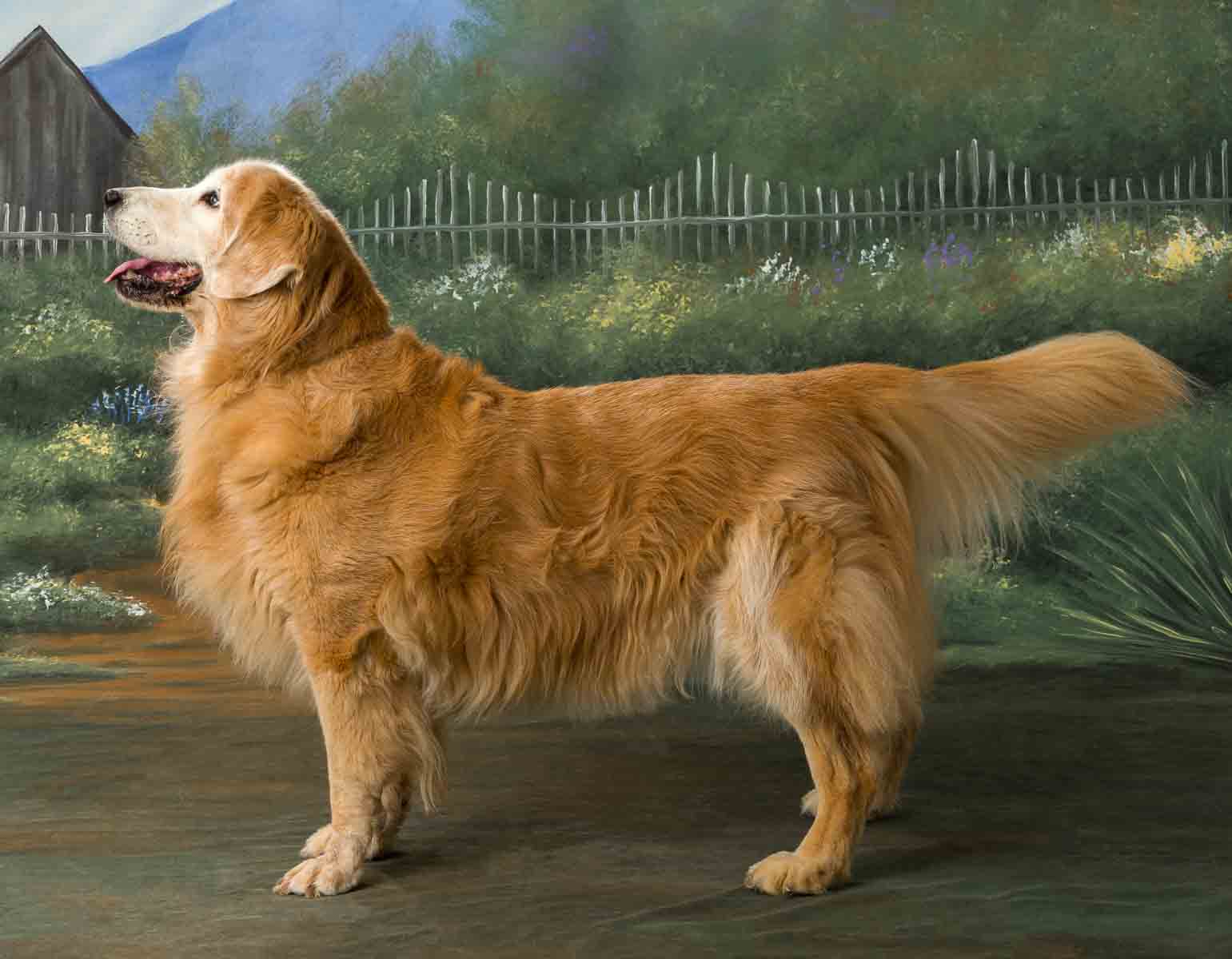 A dog standing in front of a painting.