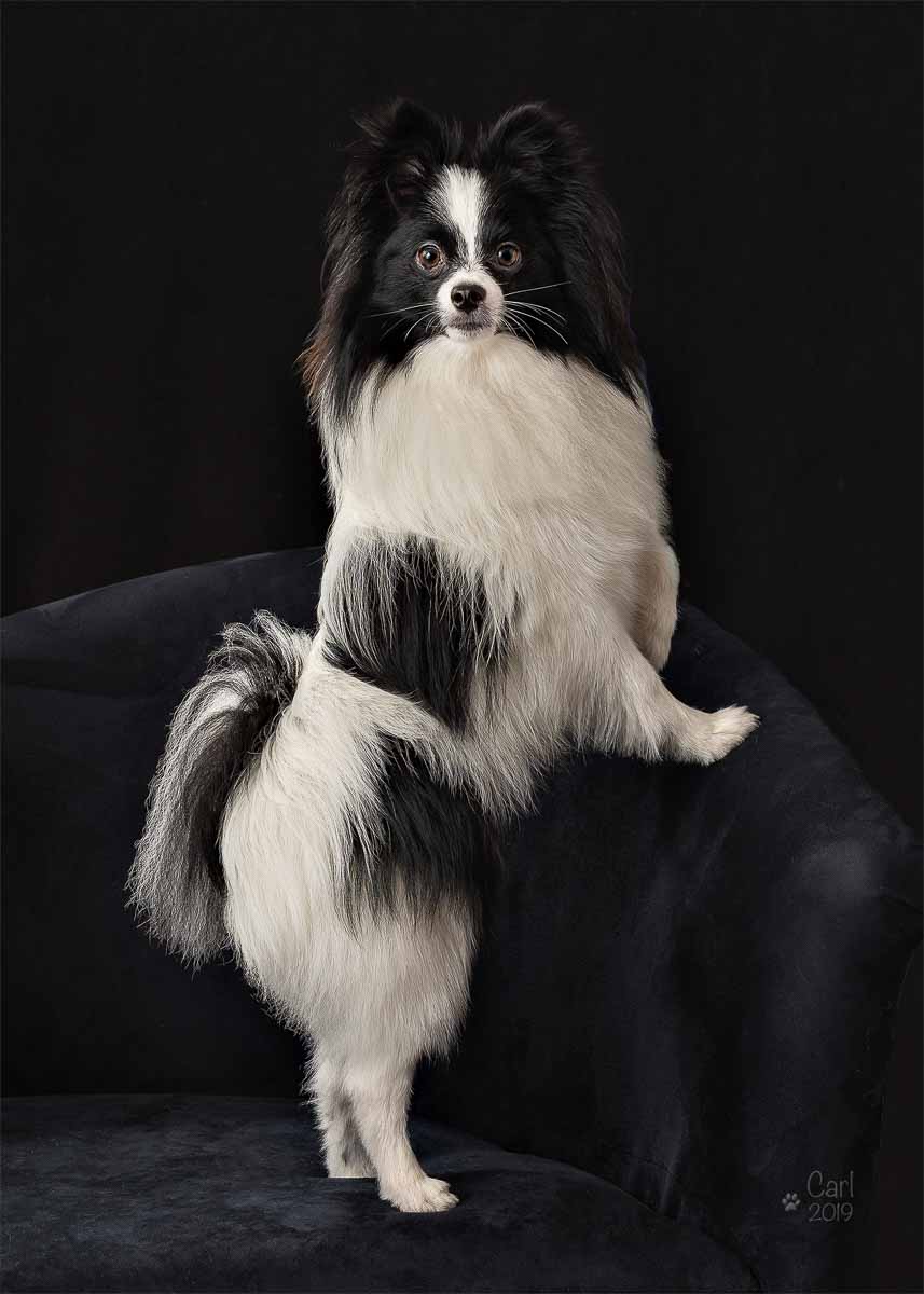 A black and white dog standing on its hind legs.