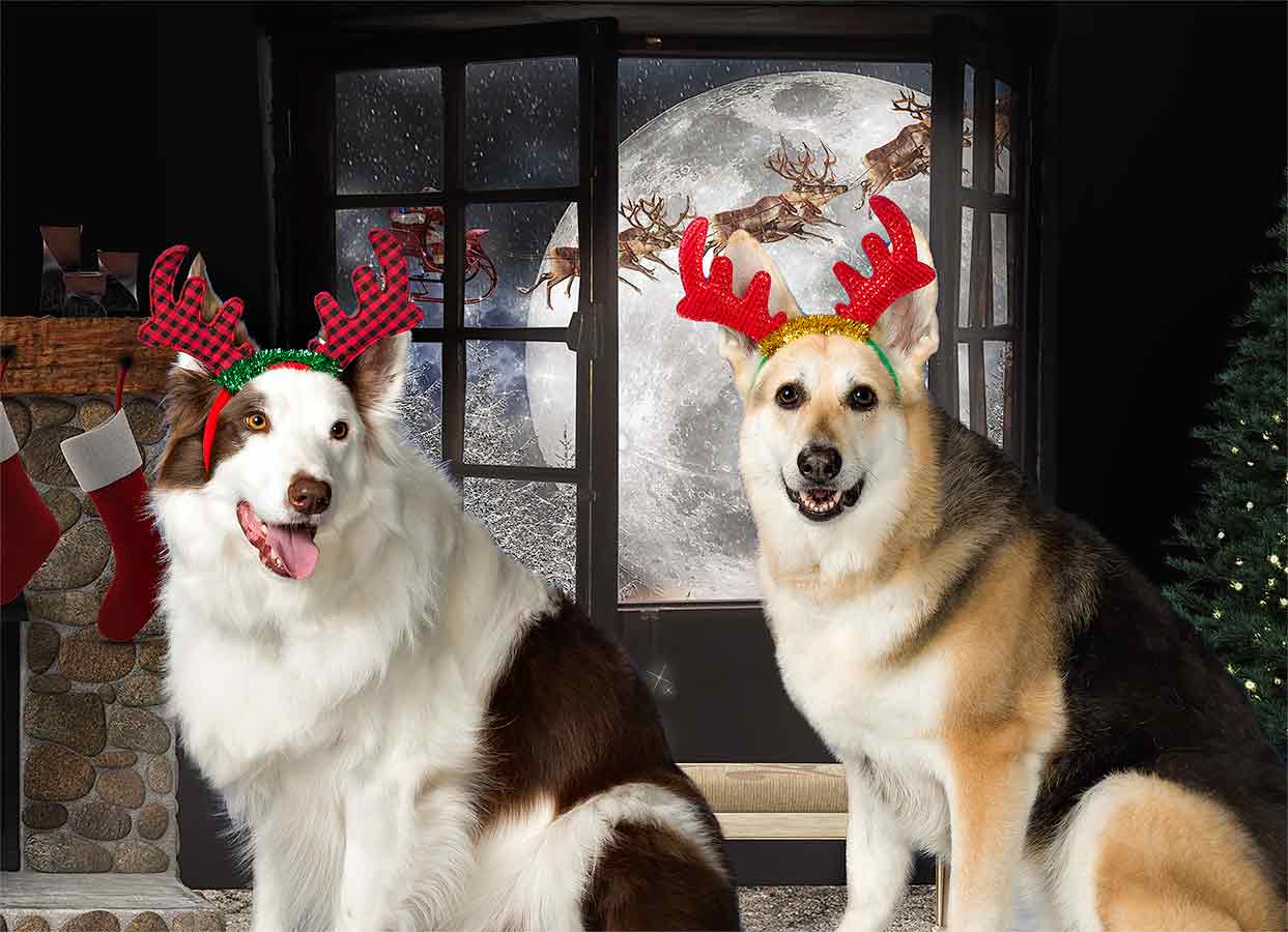 Two dogs wearing reindeer antlers and a christmas hat.
