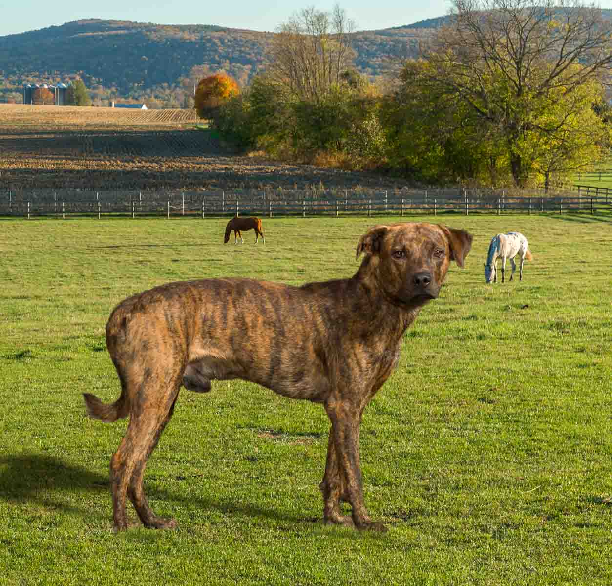 A dog standing in the grass with other dogs.