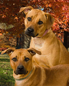Two dogs sitting in the grass near a tree.