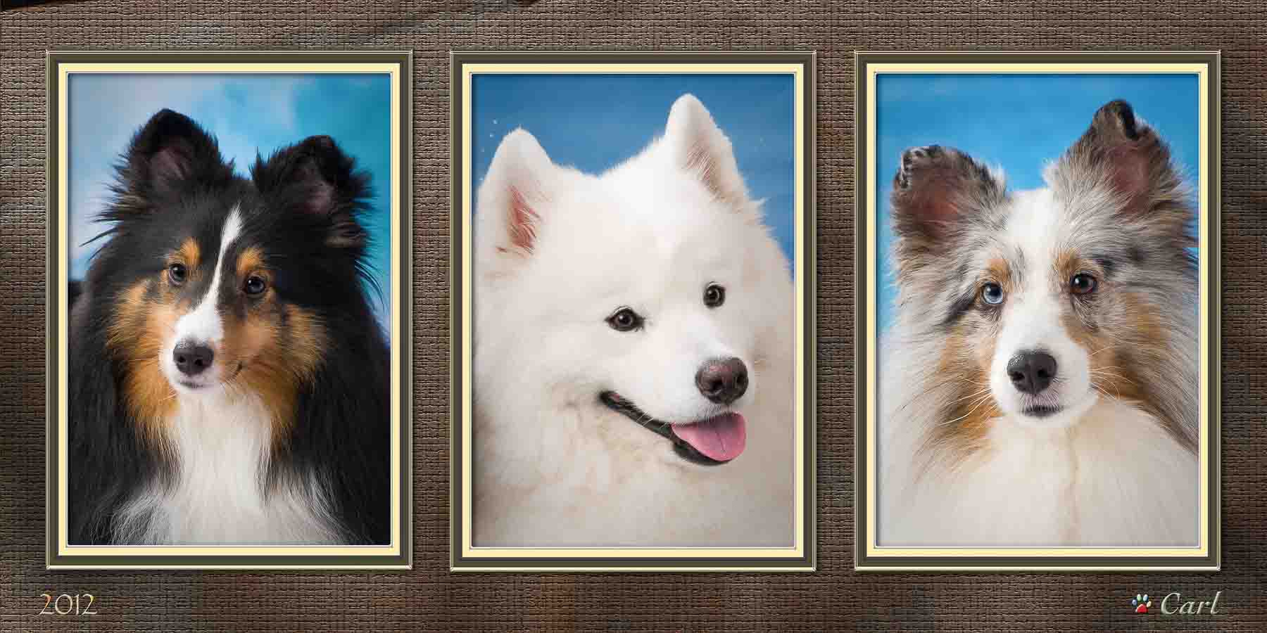 Three dogs are shown in a row of pictures.
